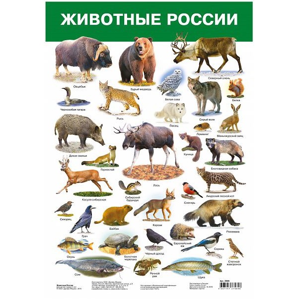 Плакат Животные России 2986.