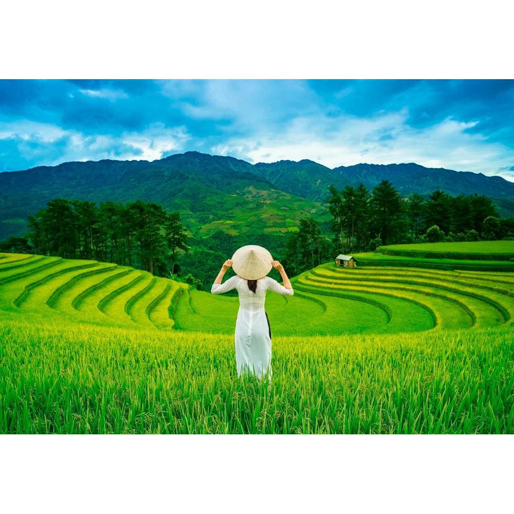 Пазл 1000 Рисовые поля, Вьетнам C-105052 Castor Land